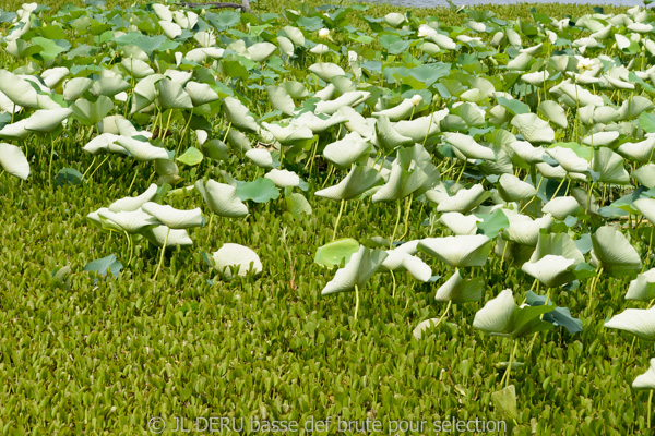 Brazos Bend State Park, TX, USA